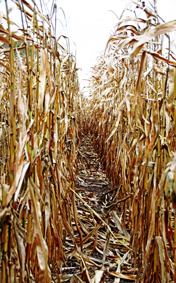 Time To Harvest by Deb Oppermann